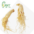 Low Pesticides Panax ginseng root extract ginsenosides 80%